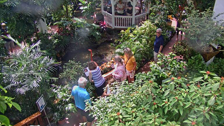 Key West Butterfly